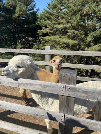 Puppy 700 Pure Sheep Farm
