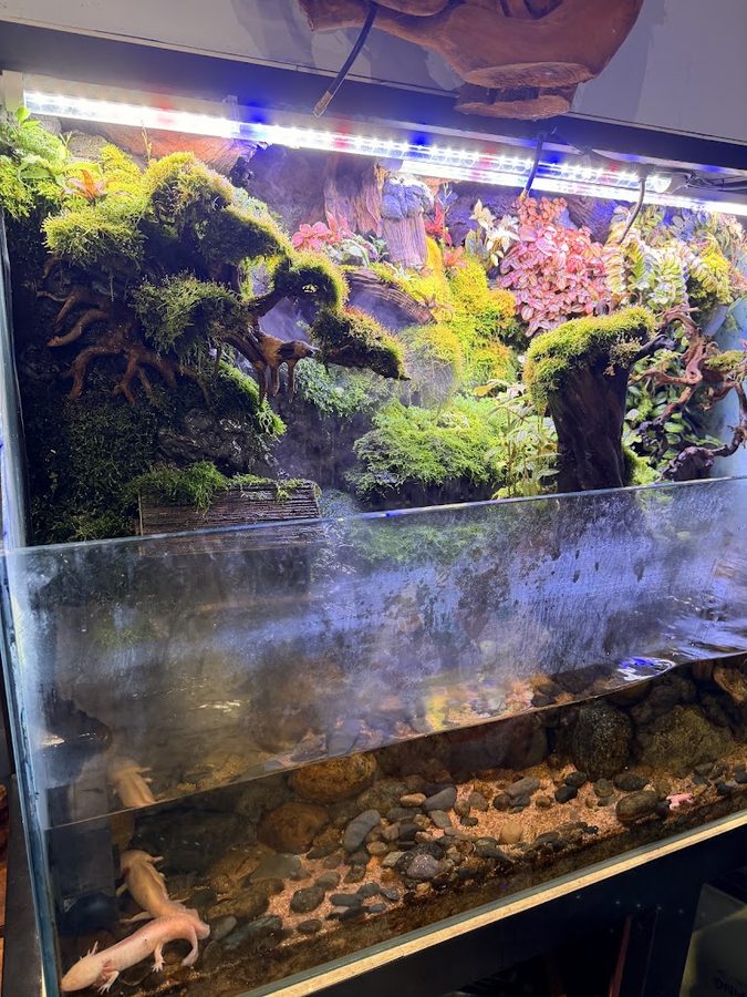 BILL Aquarium