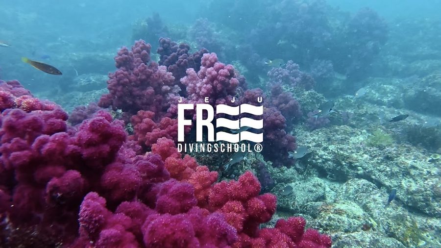 Jeju FREE Diving School