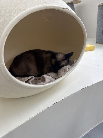 Ujuro Cat