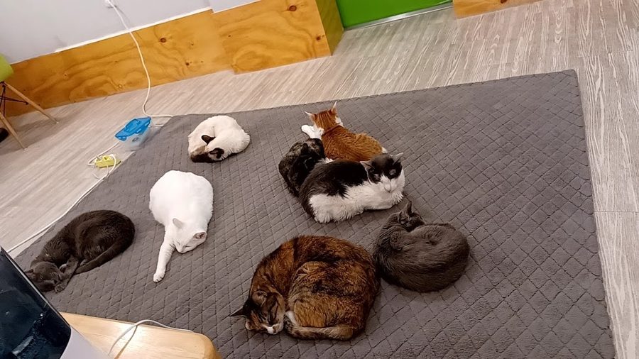 Mallang Cat Cat Cafe
