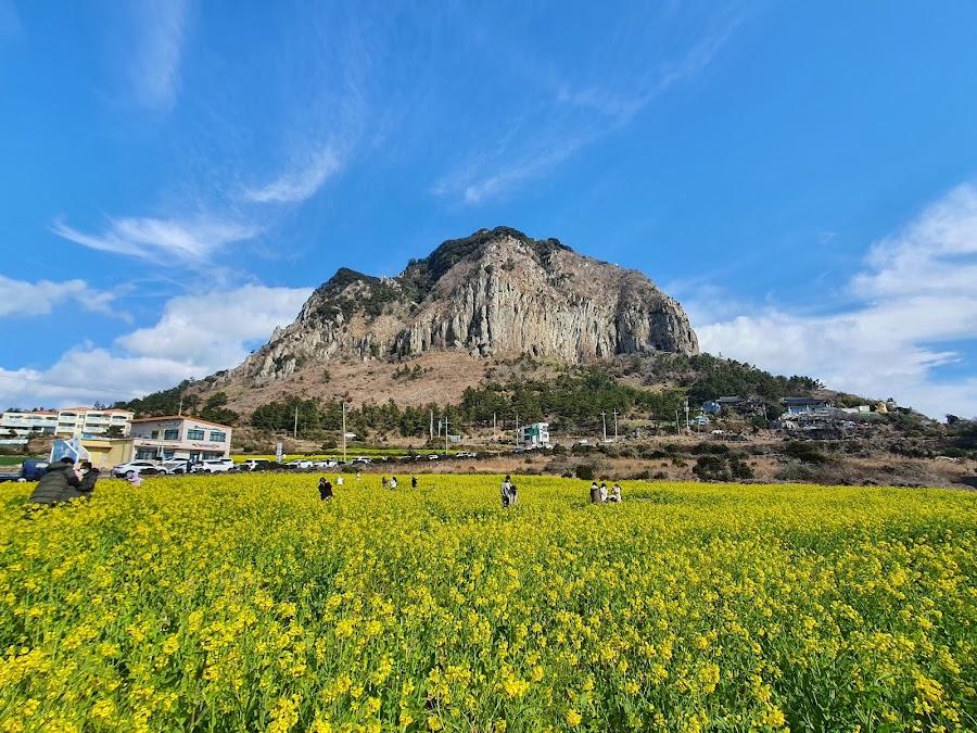 Sanbangsan Canola Field