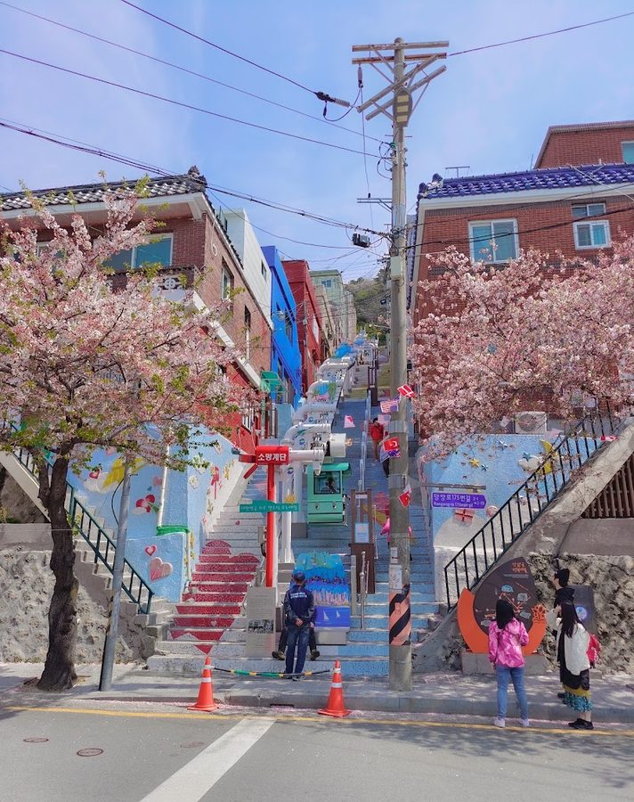 Mangyang Cherry Blossom Road