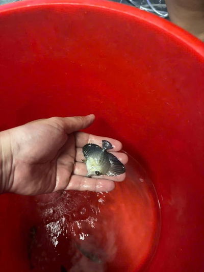 Shop cá cảnh biển - Father of Aquatic