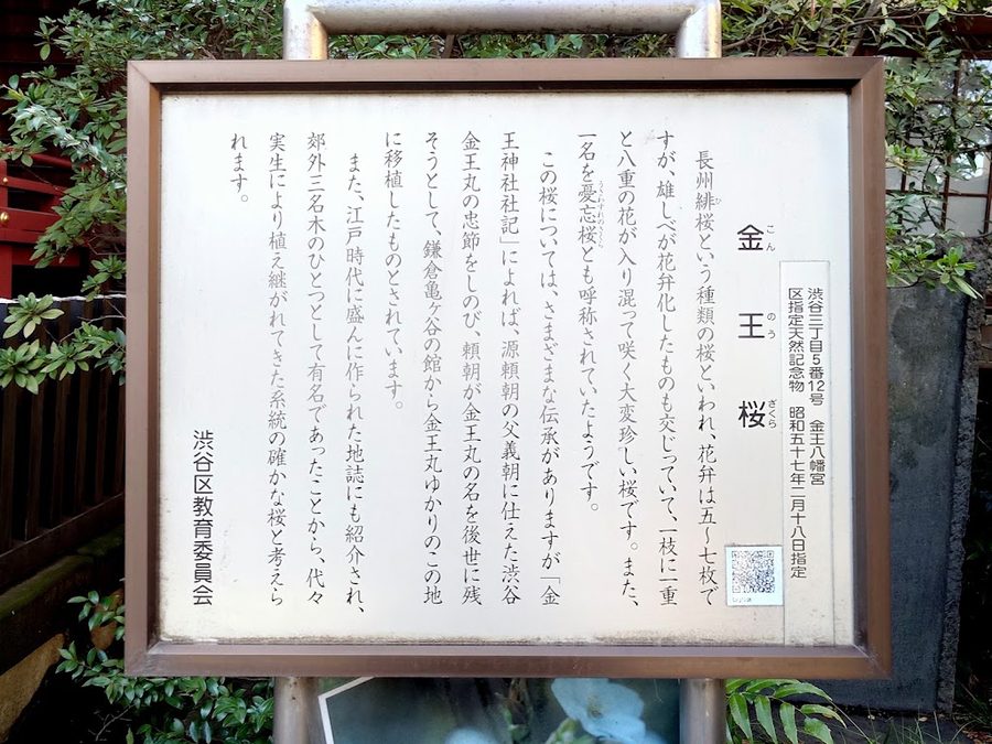 金王桜 (渋谷区 金王八幡宮)