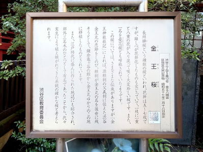 金王桜 (渋谷区 金王八幡宮)
