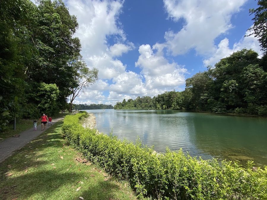 MacRitchie Petai Trail