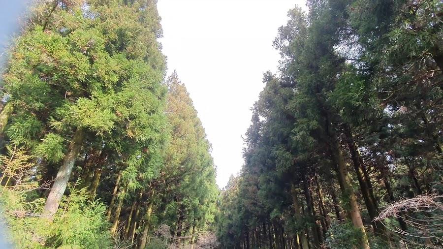 Saryeoni Forest Path Red Ascension Entrance