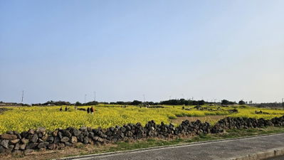 광치기해변 유채꽃밭