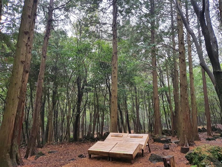 Seogwipo Forest of Healing
