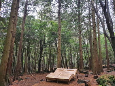 Seogwipo Forest of Healing