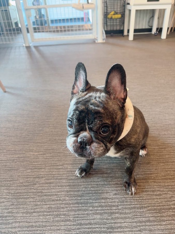 Balbadak Dog Cafe