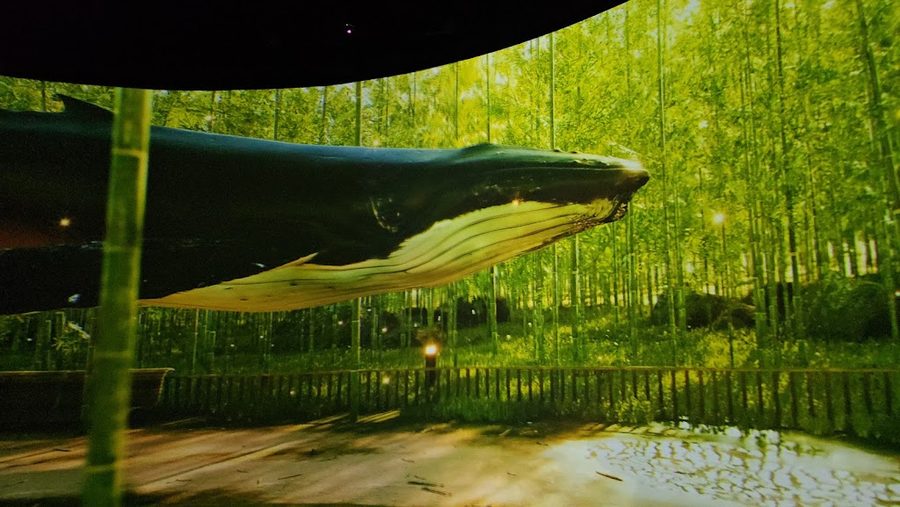 Whales Fantasium