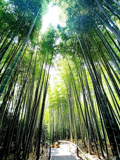 Chikurin