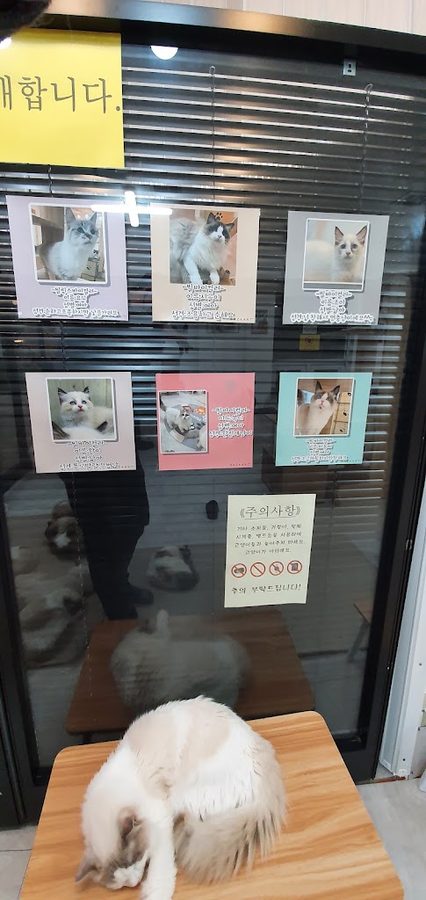 Goyangi Ragdoll Cafe