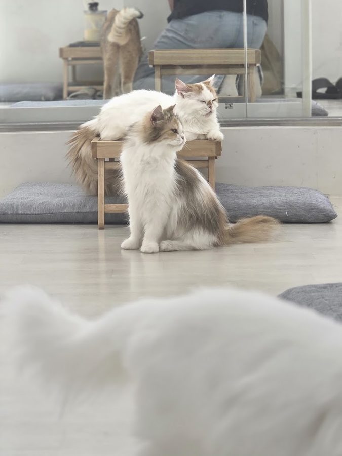 꽁냥꽁냥 고양이카페