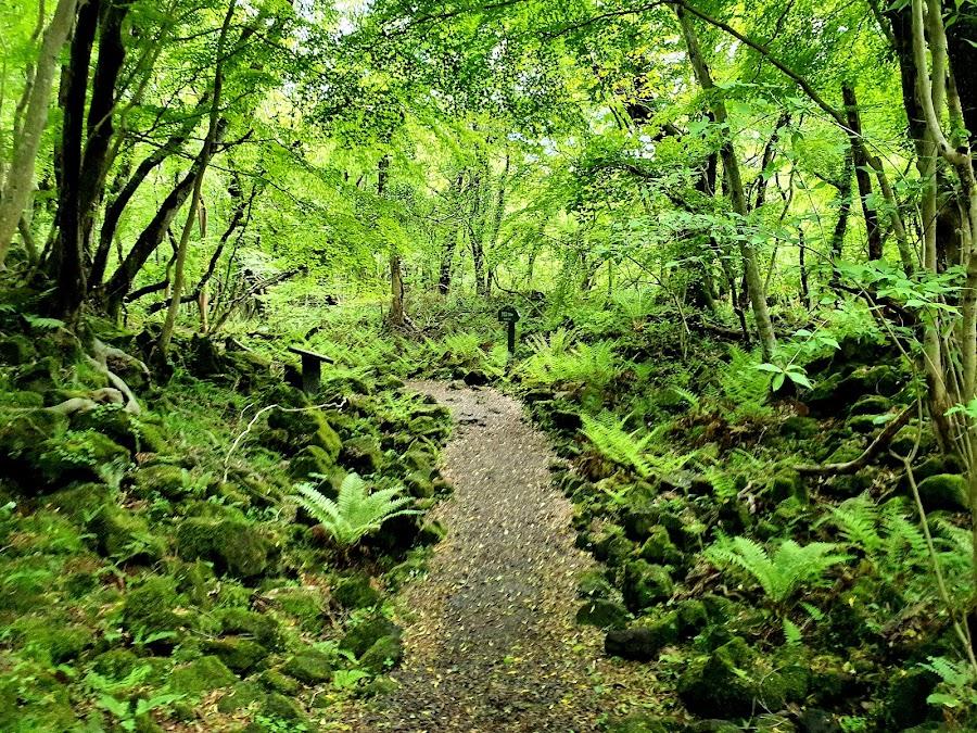 Gyorae Natural Recreation Forest