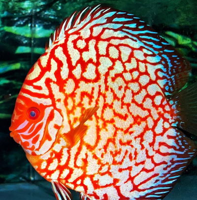 Alex’s Fish Studio - Cung cấp Cá Cảnh Nhập Khẩu