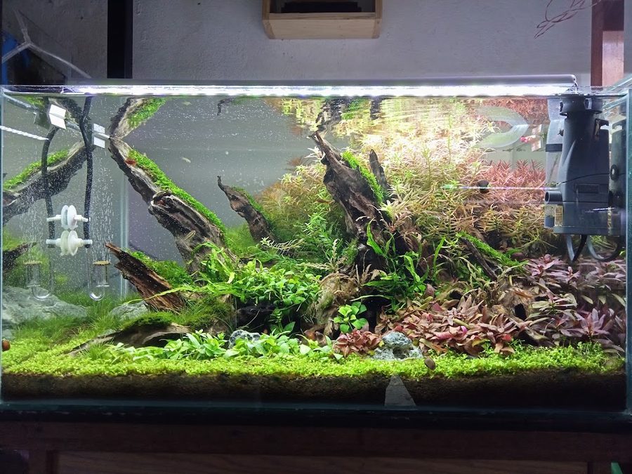 ART_AQUASCAPE PLANT