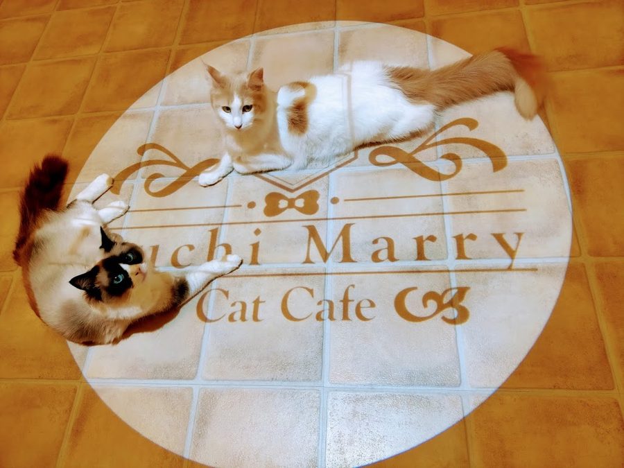 Puchi Marry