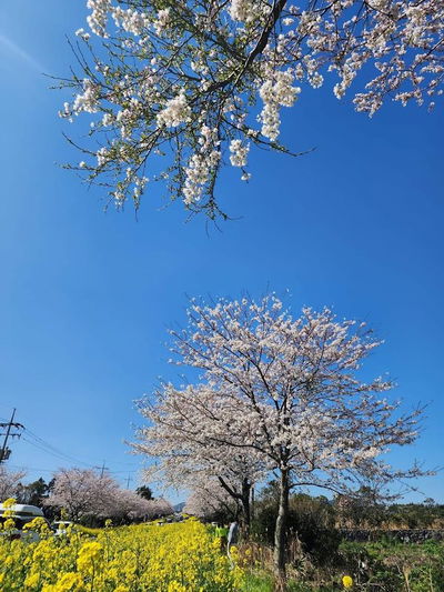 鹿山路 油菜花 櫻花道