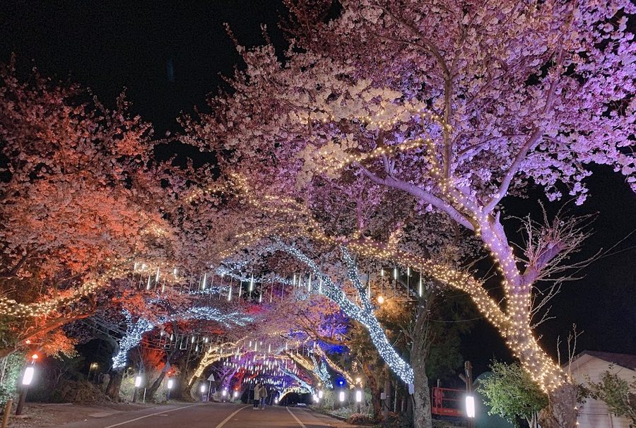 Jangjeon-ri Cherry Blossom Road