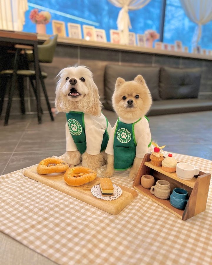 Cafe Meongs