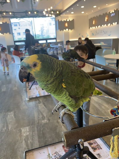 鳥聲