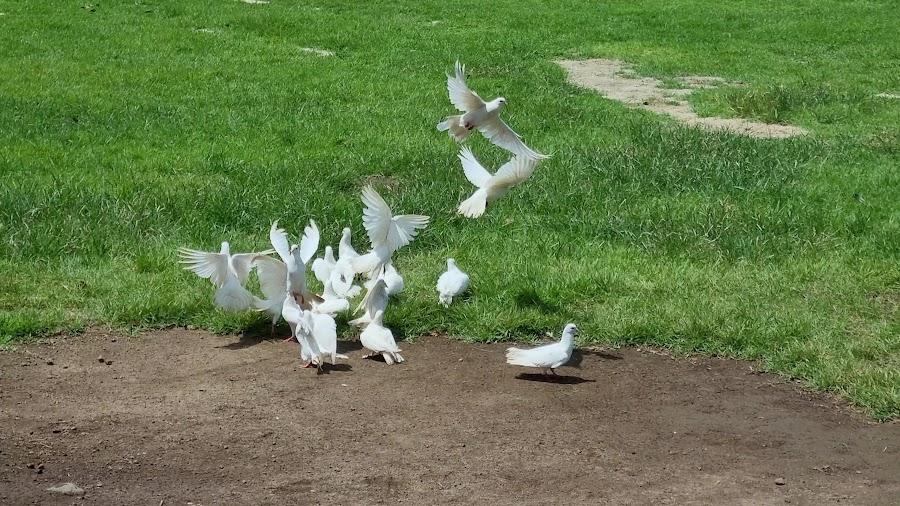 Hwajowon / Flower Bird Park