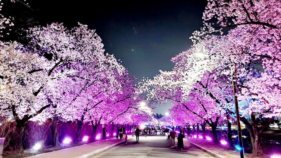 Bomundanji Cherry Blossm Street