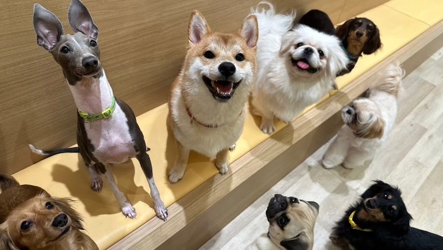 Dog Cafe Rio in AKIHABARA