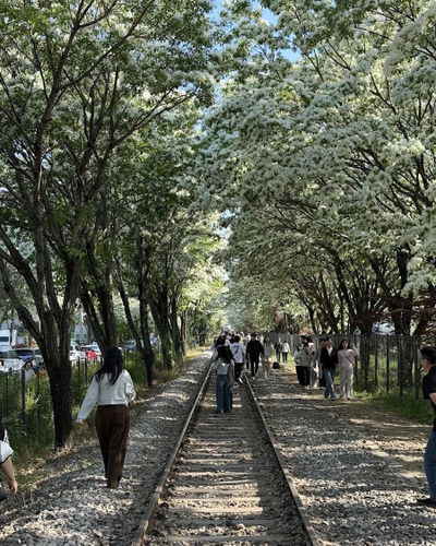 Palbok-dong Ippong Tree Railway Road