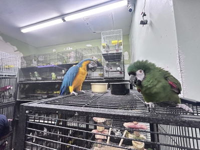 PET ZONE