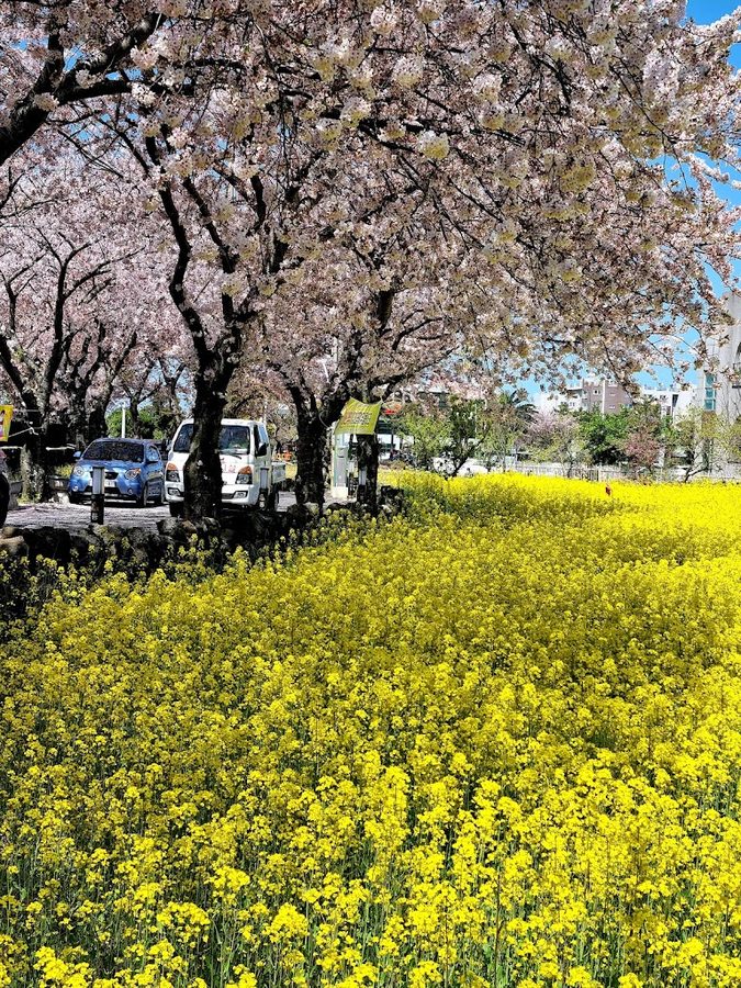 Jeju Sports Complex Cherry Blossom Road