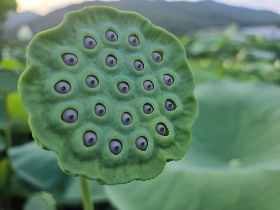 Gomnae Lotus Field