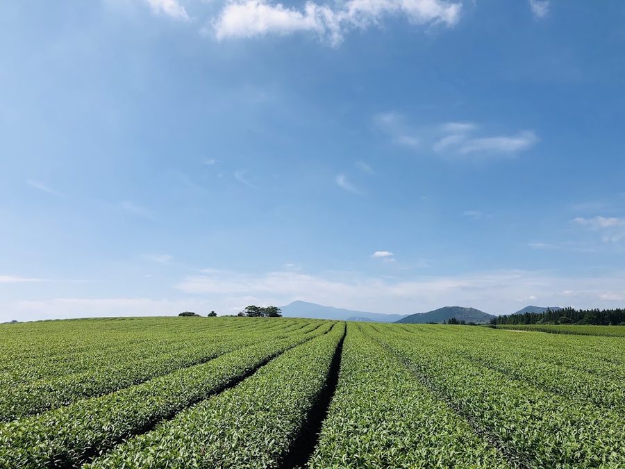 Seongeup Green Tea Village