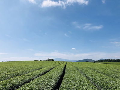 Seongeup Green Tea Village