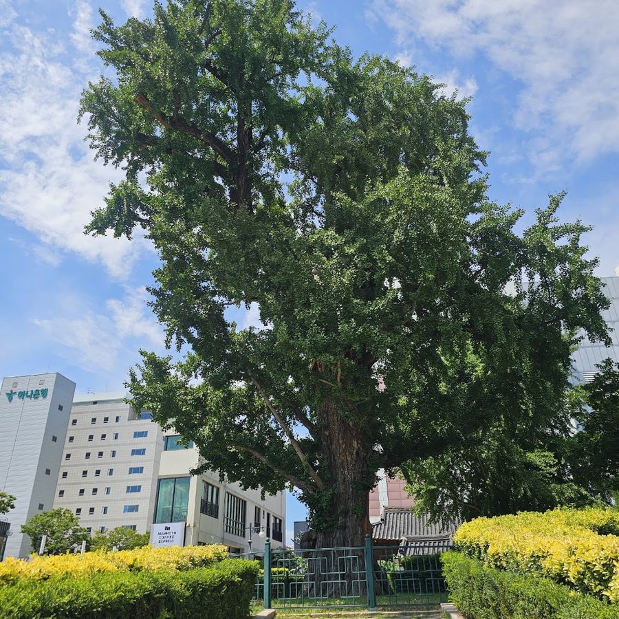 Gangneung Okcheon-dong Ginkgo Tree