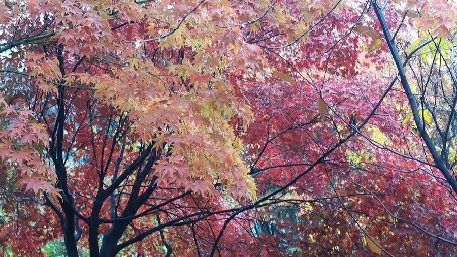 Yulmok Park