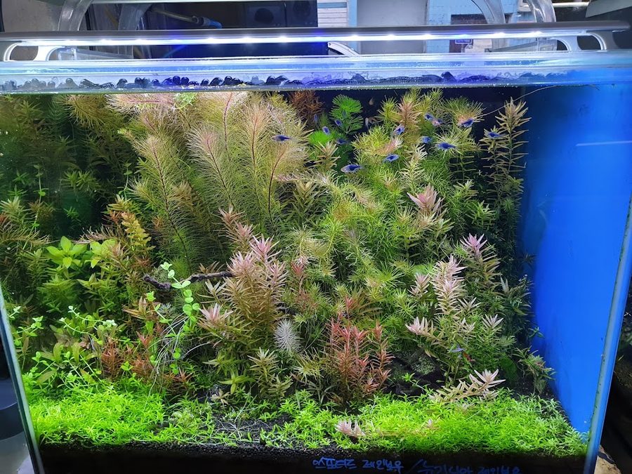 Suaqua