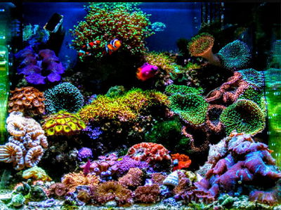 Koran Tropical Fish