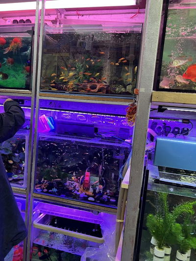 熱帶魚水族