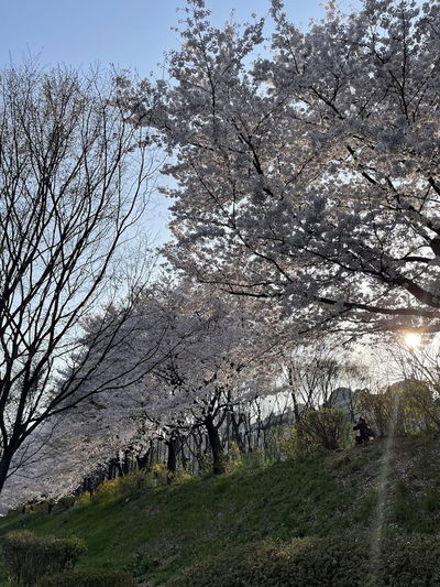 良才川 散歩道 桜