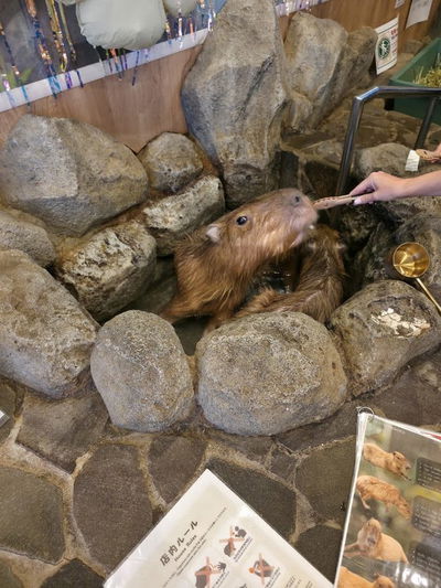 capybaraonsen moffu tokyo