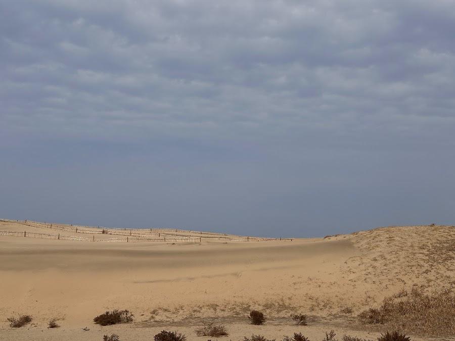 Taean Sinduri Coastal Dune