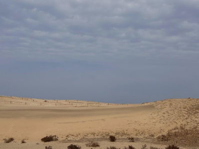 Taean Sinduri Coastal Dune