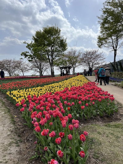 鬱金香花園