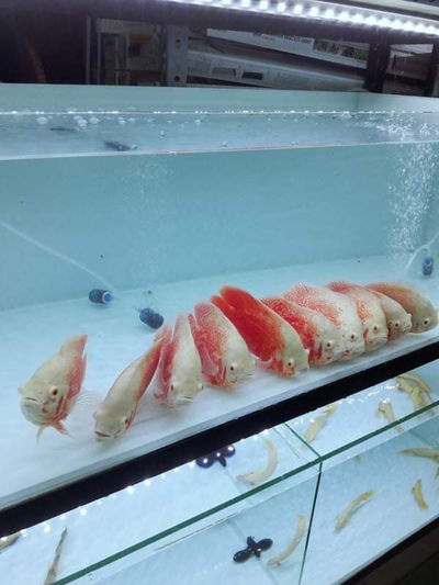 Cá Cảnh Huy Thắng