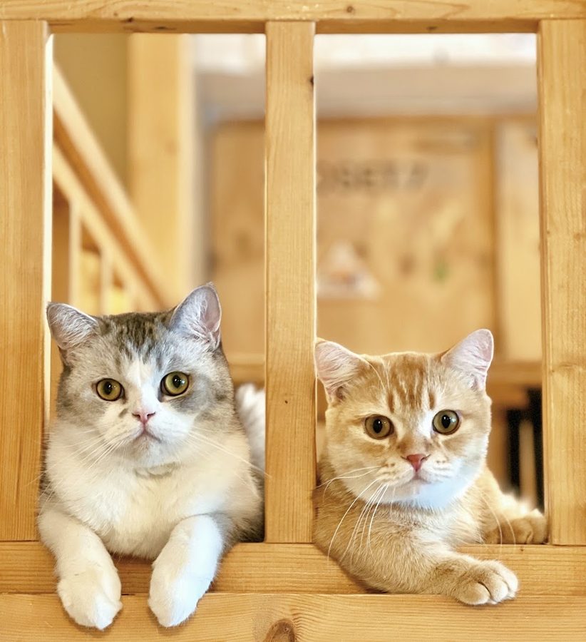 Sinchon CAT CAFE Cat’s Loft