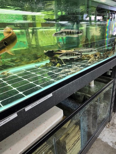 Van Star Aquarium